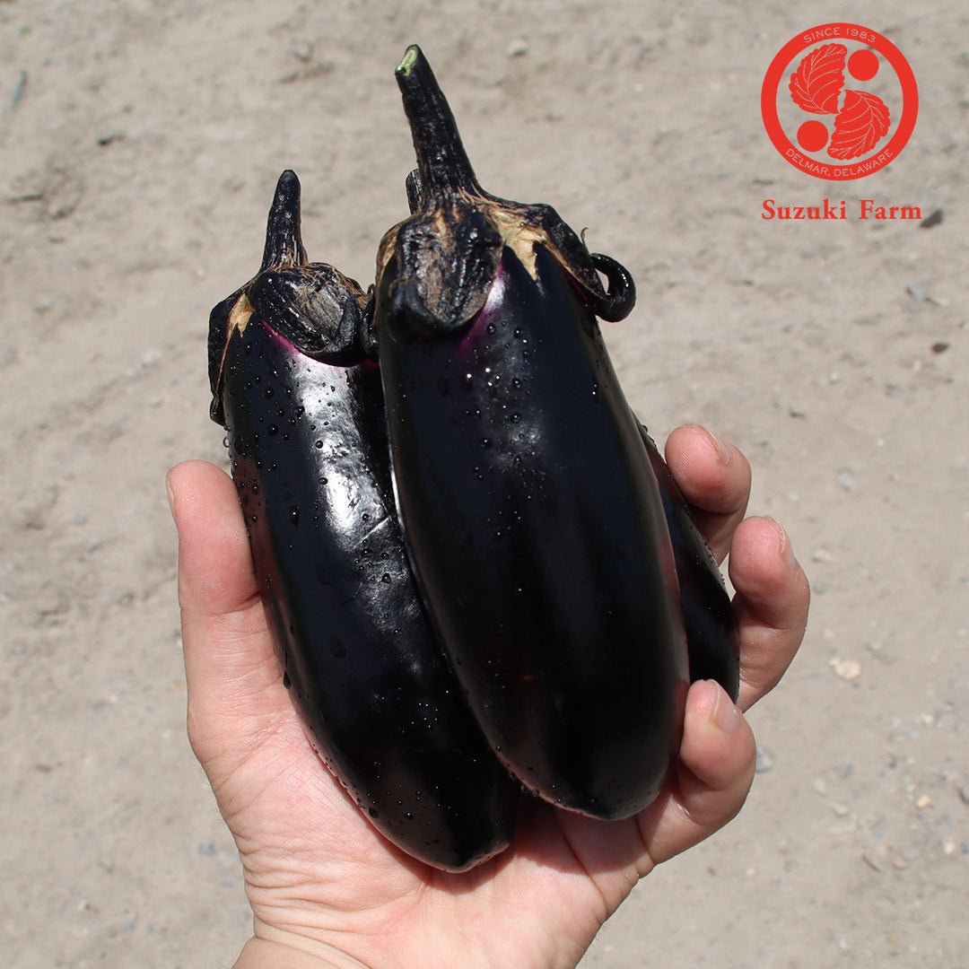 MIZU Eggplant | Suzuki Farm | 3 pc, image 2 of 3