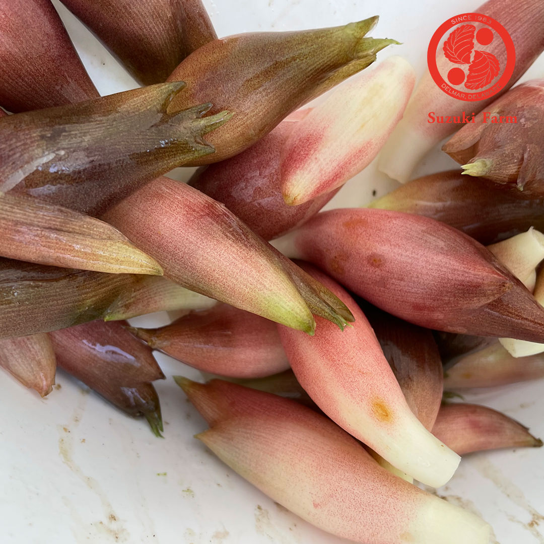MYOGA Ginger | Suzuki Farm | 1 pack, image 5 of 5