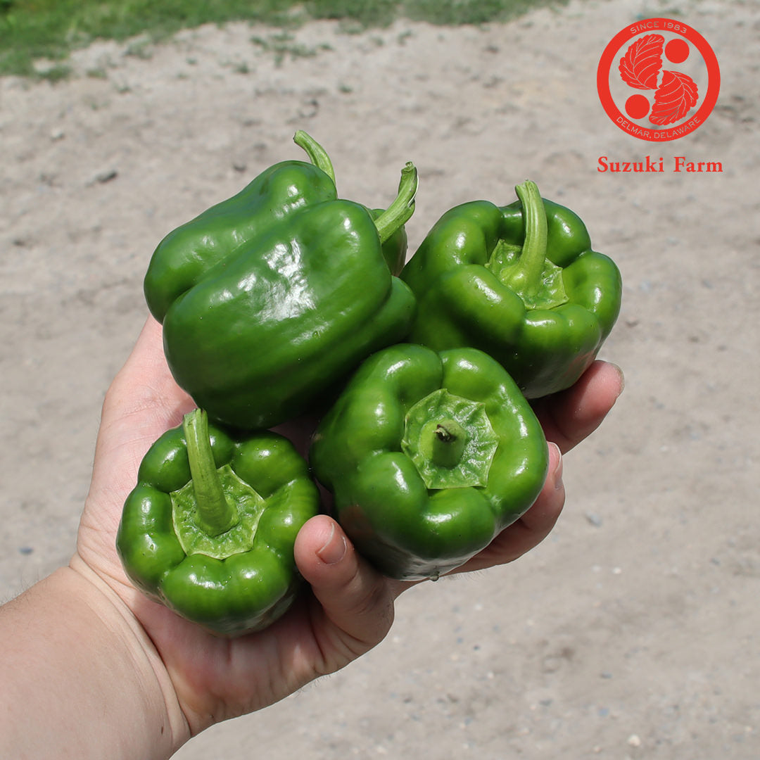 PEAMAN Bellpepper | Suzuki Farm | 5 pc
