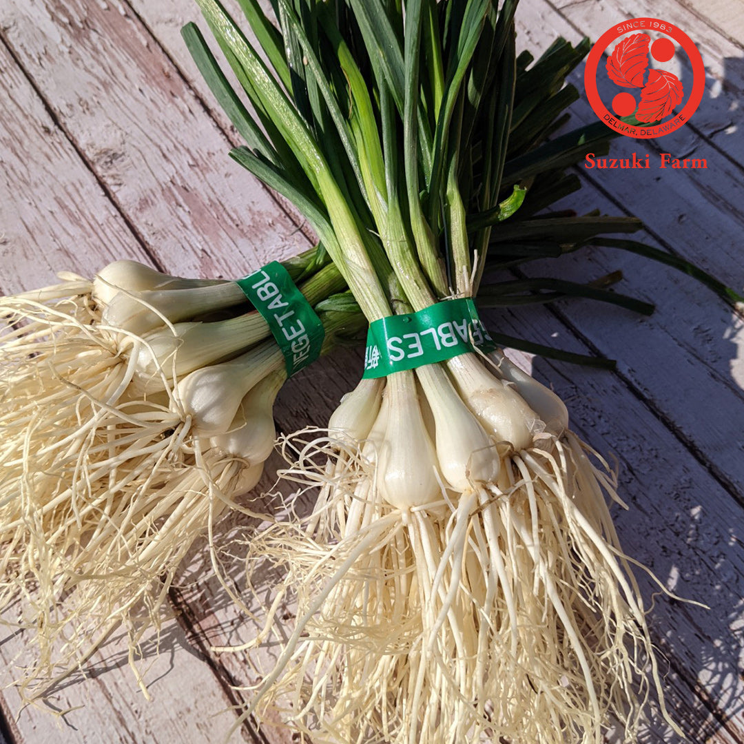 RAKKYO, Scallion for pickles | Suzuki Farm | 1 bunch, image 2 of 6