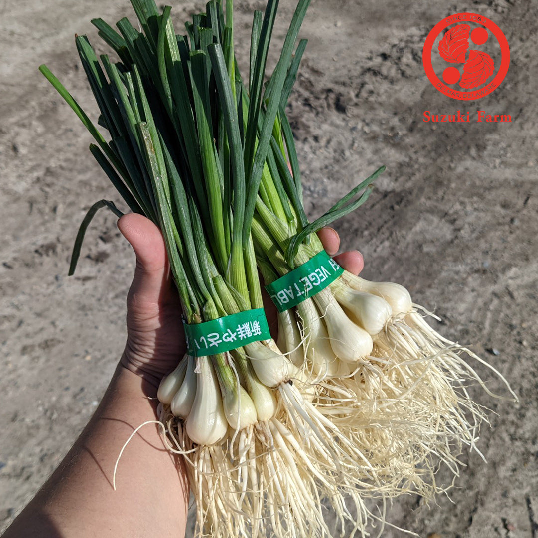 RAKKYO, Scallion for pickles | Suzuki Farm | 1 bunch, image 3 of 6