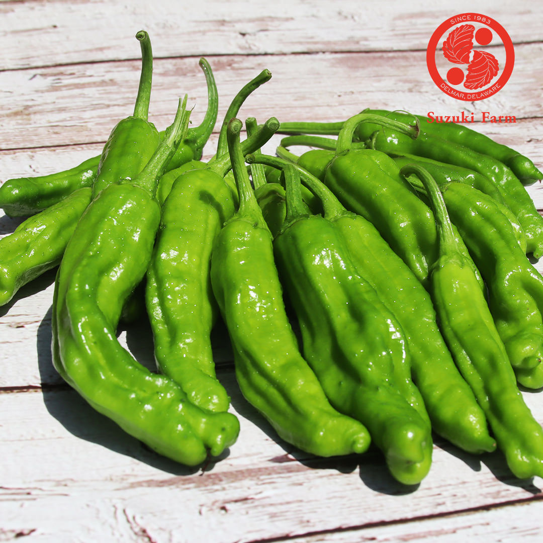 Shishito Pepper | Suzuki Farm | 0.35lb