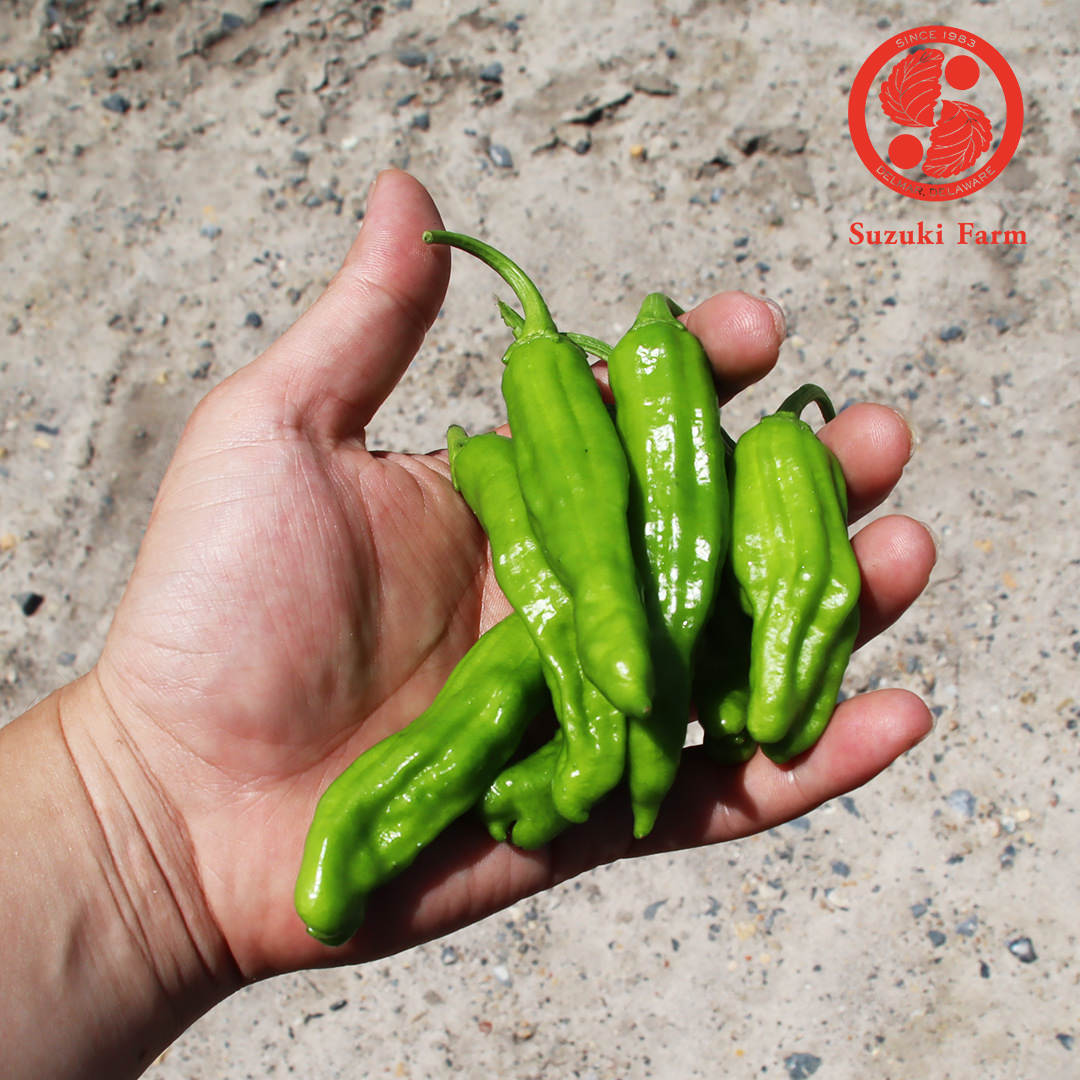 Shishito Pepper | Suzuki Farm | 0.35lb, image 2 of 2