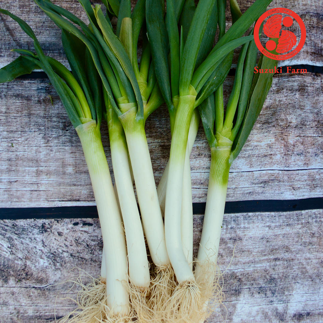TOKYO NEGI (Long green onion) | Suzuki Farm | 1 bunch, image 2 of 4