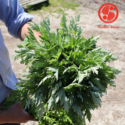 Yomogi (Japanese Mugwort) | Suzuki Farm | 0.5lb