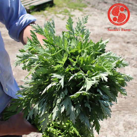 Yomogi (Japanese Mugwort) | Suzuki Farm | 0.5lb