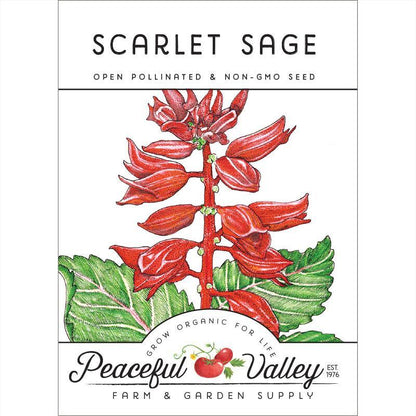 Sage, Scarlet (pack)