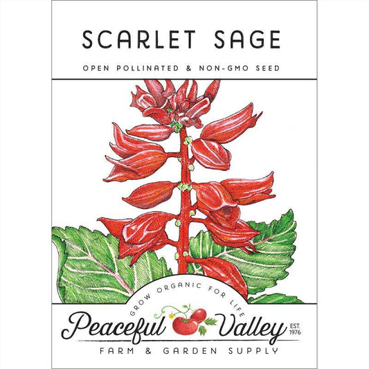 Sage, Scarlet (pack)