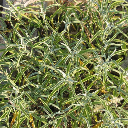 Sage Seeds (Organic), Garden from Grow Organic