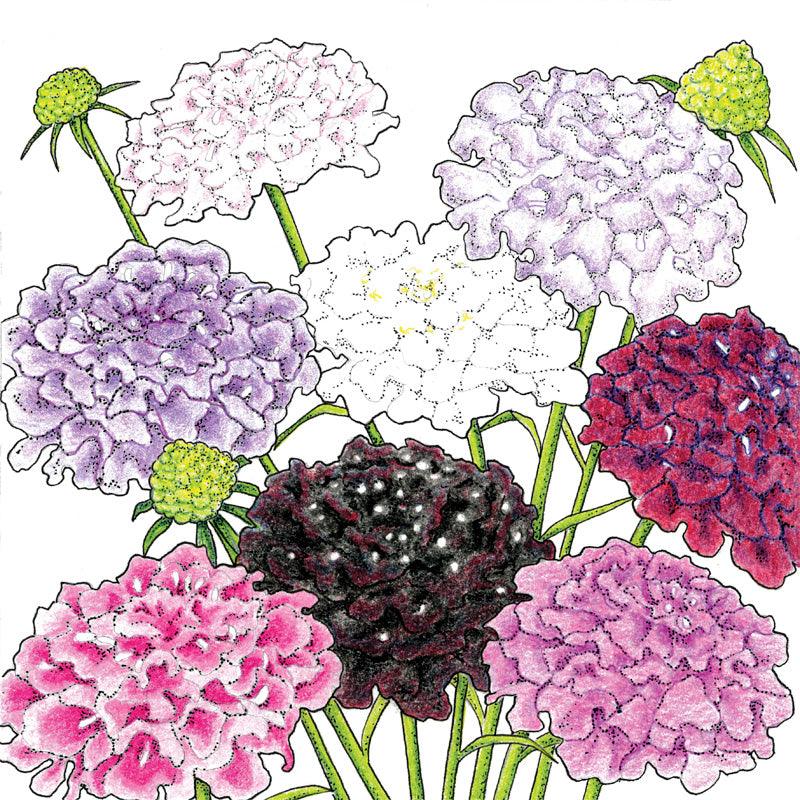 Dynamic Scabiosa Mix (Organic), image 2 of 2