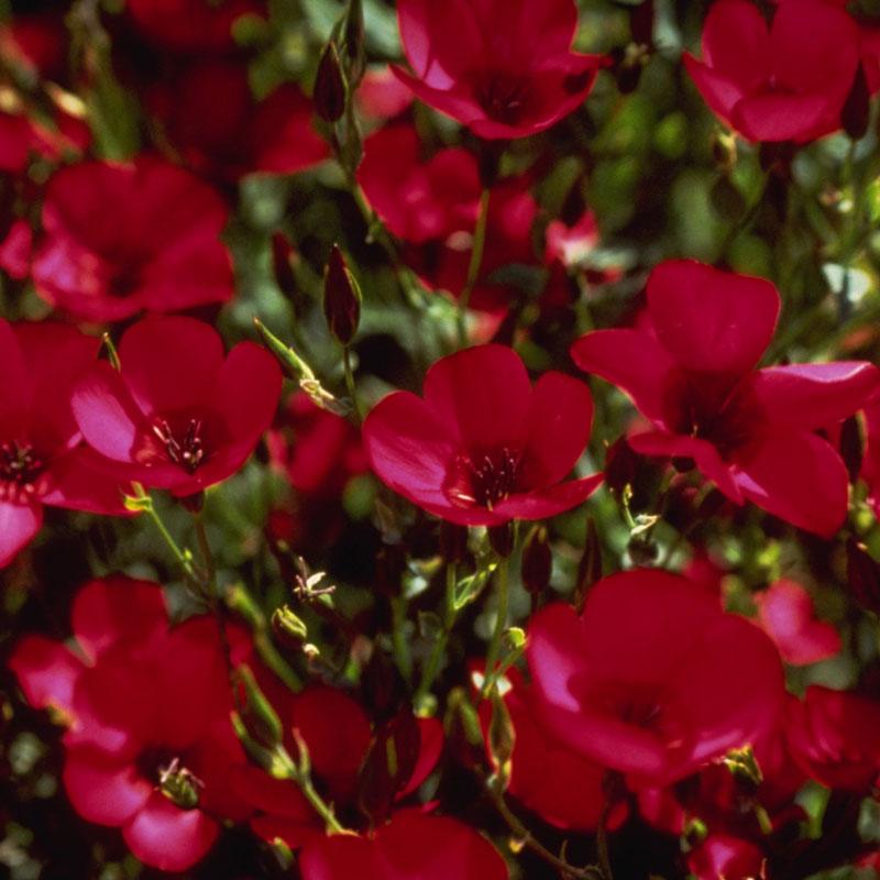 Flax, Scarlet (1/4 lb), Garden from Grow Organic