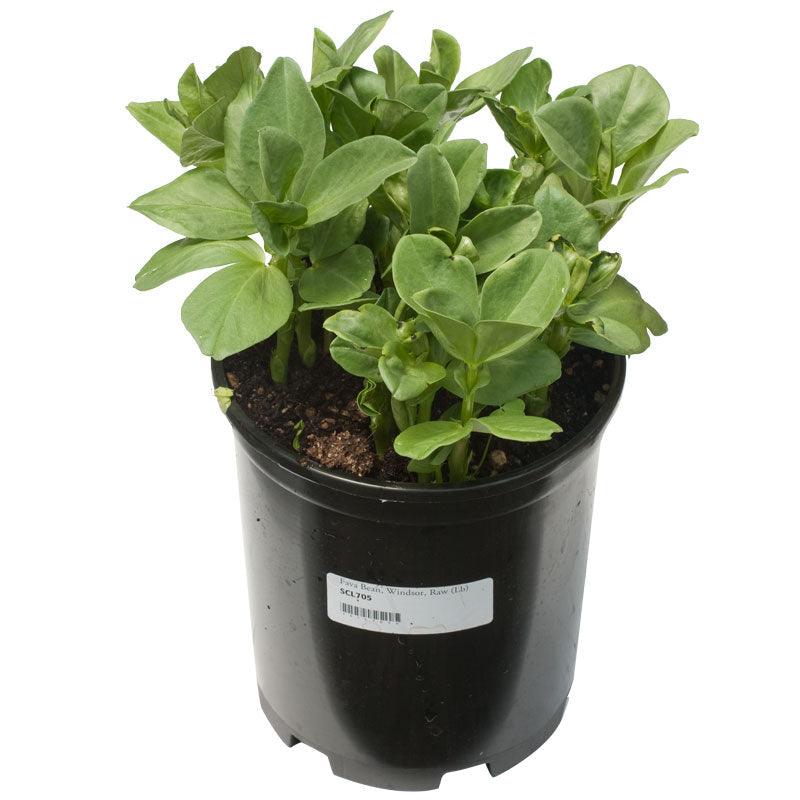 Broad Windsor Fava Bean Seeds (Organic)