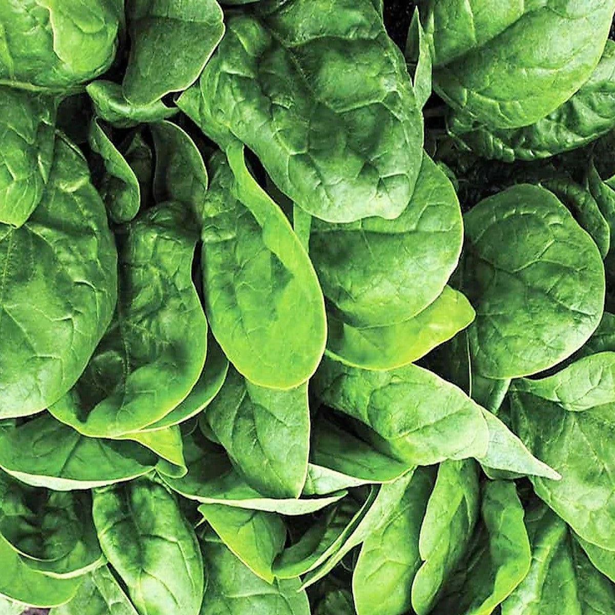Seaside Hybrid Spinach Seeds by Papaws Garden Supply