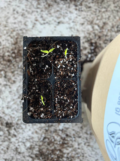 Seedling Mix for Seed Starting