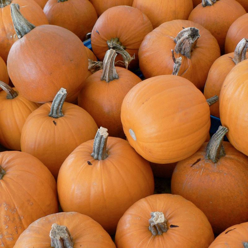 Small Sugar Pumpkin Seeds (Organic), Garden from Grow Organic