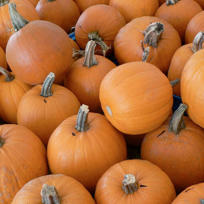 Small Sugar Pumpkin Seeds (Organic), Garden from Grow Organic