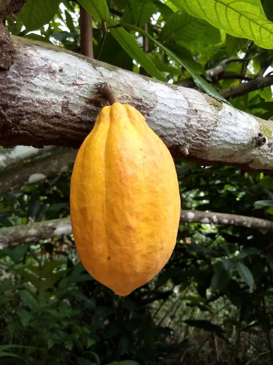 Forastero Cacao Chocolate Tree from Everglades Farm