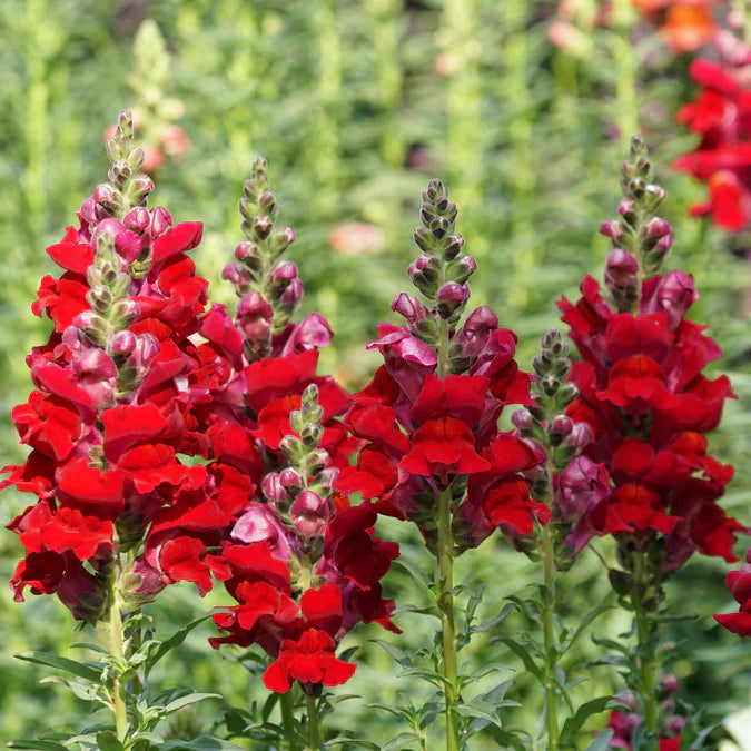 Defiance Snapdragon by MIgardener