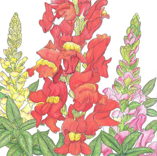 Snapdragon, Spurred (1/4 lb), Garden from Grow Organic