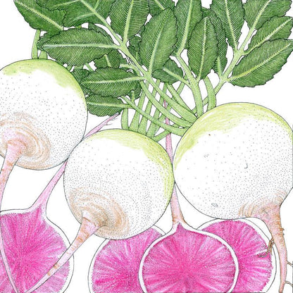Watermelon Radish Seeds (Organic)