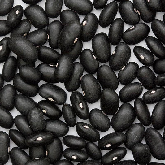Black Turtle Bush Bean Seeds (Organic), Garden from Grow Organic