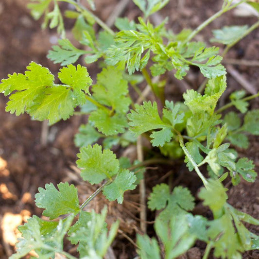 Cilantro Seeds (Organic), Garden from Grow Organic
