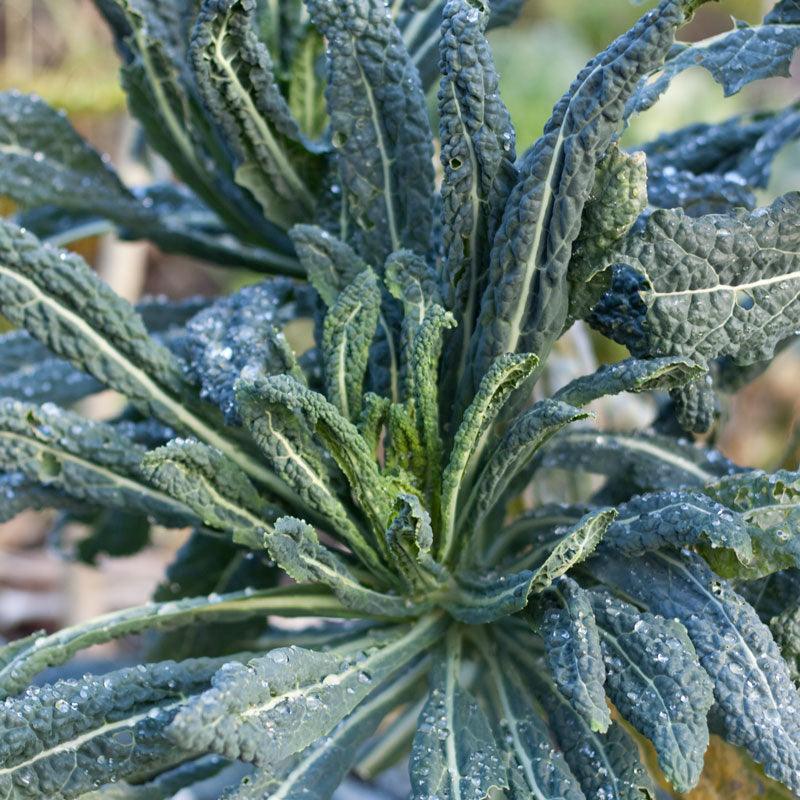 Lacinato Kale Seeds (Organic), Garden from Grow Organic