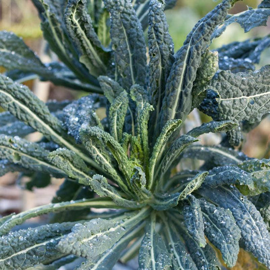 Lacinato Kale Seeds (Organic), Garden from Grow Organic