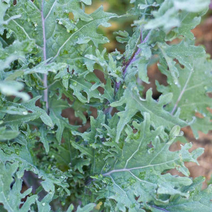 Red Russian Kale Seeds (Organic), Garden from Grow Organic