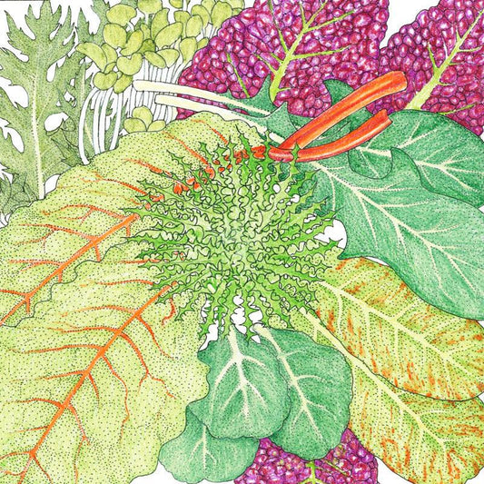 Mesclun Spicy Mix Greens Seeds (Organic)