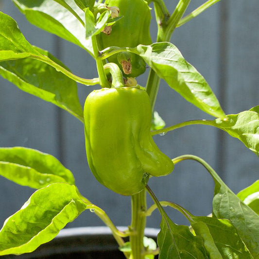 Cal Wonder Sweet Pepper Seeds (Organic), Garden from Grow Organic