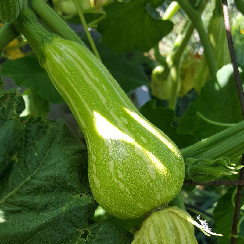 Butternut Winter Squash Seeds (Organic), Garden from Grow Organic