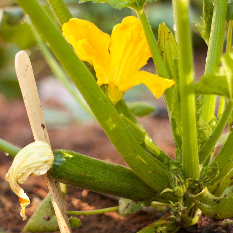 Dark Green Zucchini Summer Squash Seeds (Organic), Garden from Grow Organic