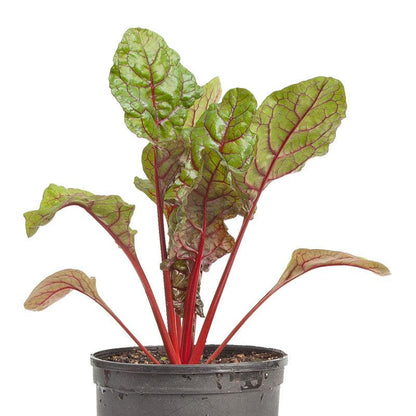 Red Ruby Chard Seeds (Organic), Garden from Grow Organic