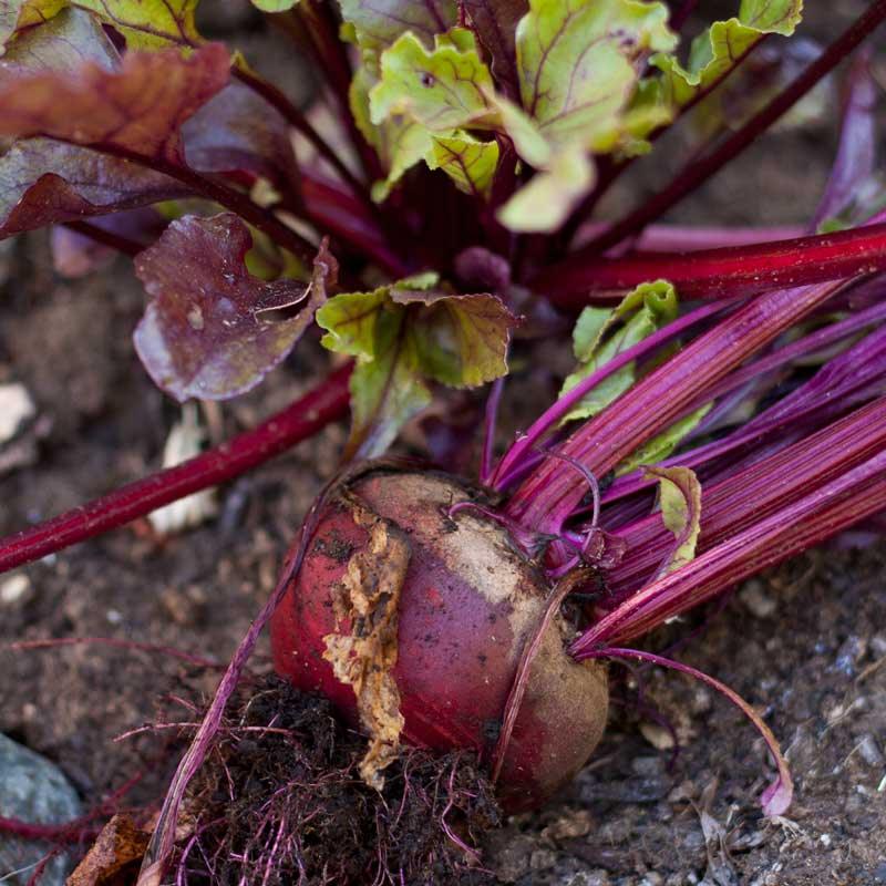 Bull's Blood Beet Seeds (Organic), Garden from Grow Organic