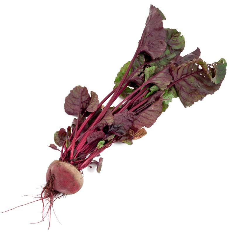 Bull's Blood Beet Seeds (Organic), Garden from Grow Organic