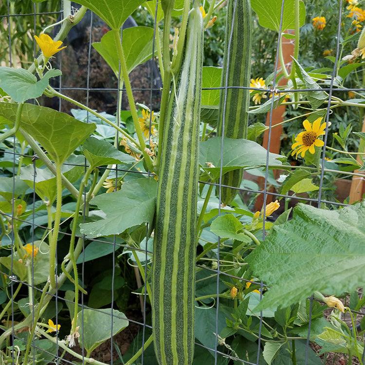 Striped Cucumber Seeds (Organic), Garden from Grow Organic