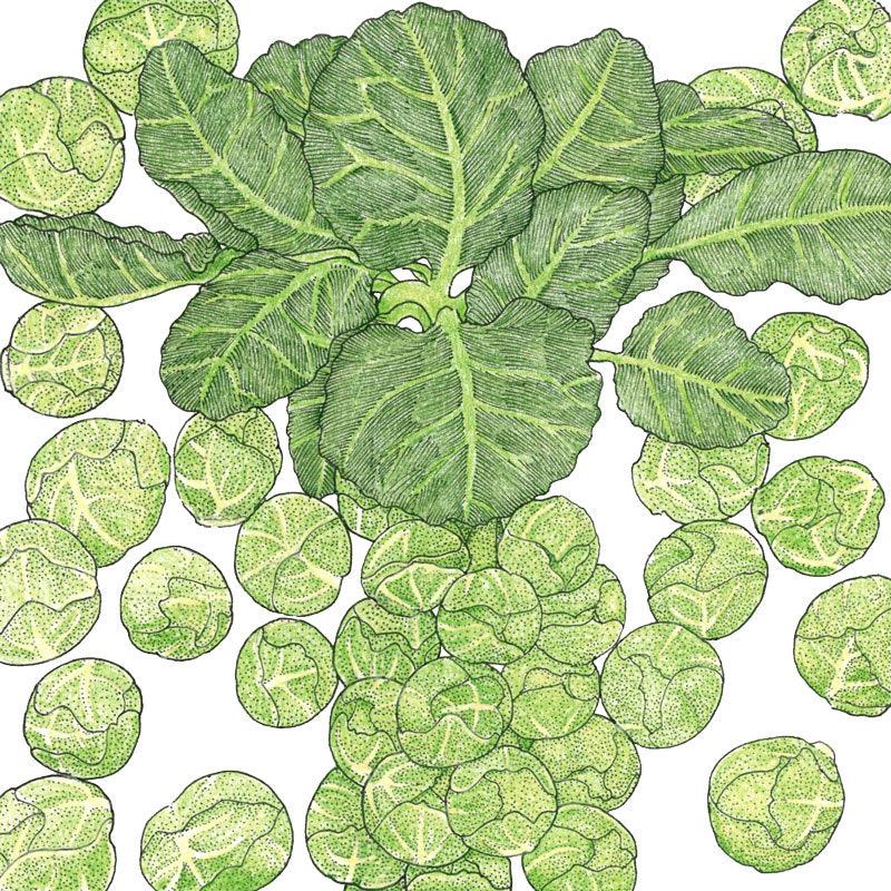 Darkmar 21 Brussels Sprouts Seeds (Organic), Garden from Grow Organic