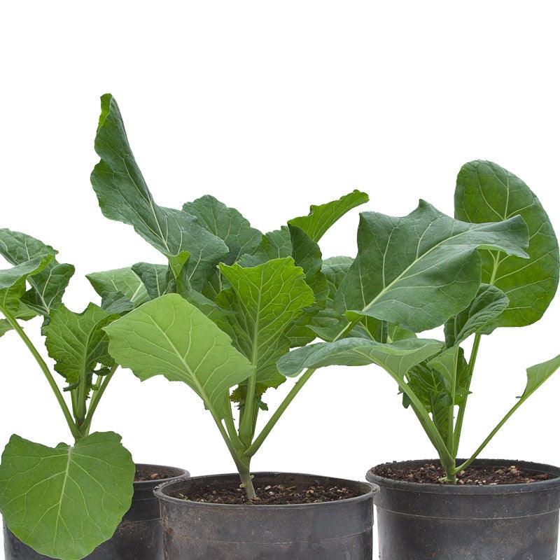 Champion Collard Green Seeds (Organic), Garden from Grow Organic