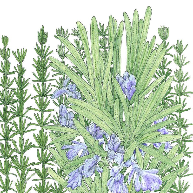 Rosemary Seeds (Organic)