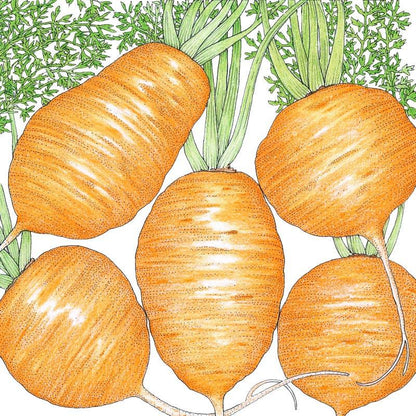 Parisian Carrot Seeds (Organic), Garden from Grow Organic