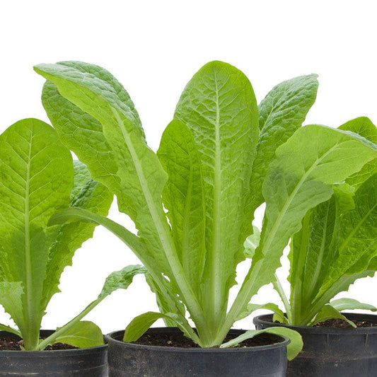 Romaine, Jericho Lettuce Seeds (Organic), Garden from Grow Organic