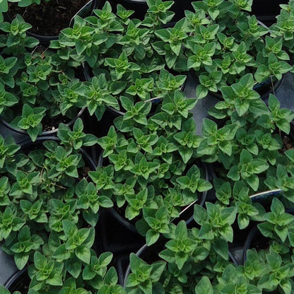 Greek Oregano Seeds (Organic), Garden from Grow Organic