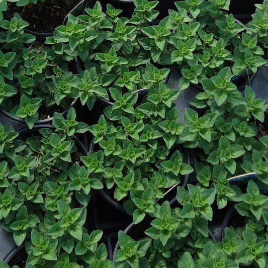 Greek Oregano Seeds (Organic), Garden from Grow Organic