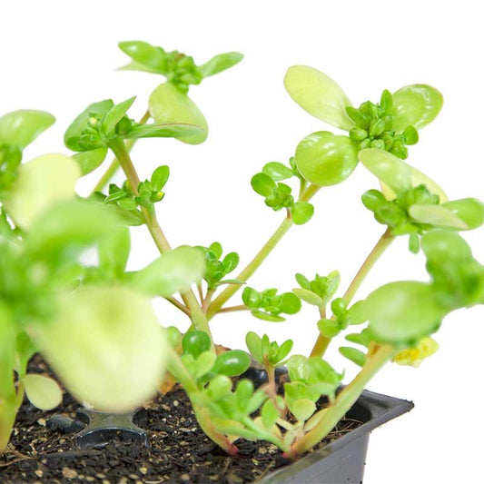 Purslane Greens Seeds (Organic), Garden from Grow Organic