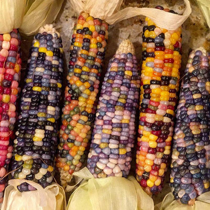 Glass Gem Corn Seeds (Organic), Garden from Grow Organic