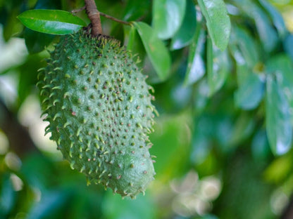 Soursop Guanabana from Seedlings Fruit Tree, Fruit Trees from Everglades Farm
