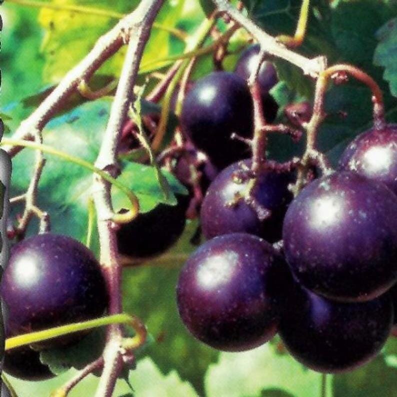 Southern Home Muscadine Hybrid Super Sweet Grape Plant by Everglades Farm