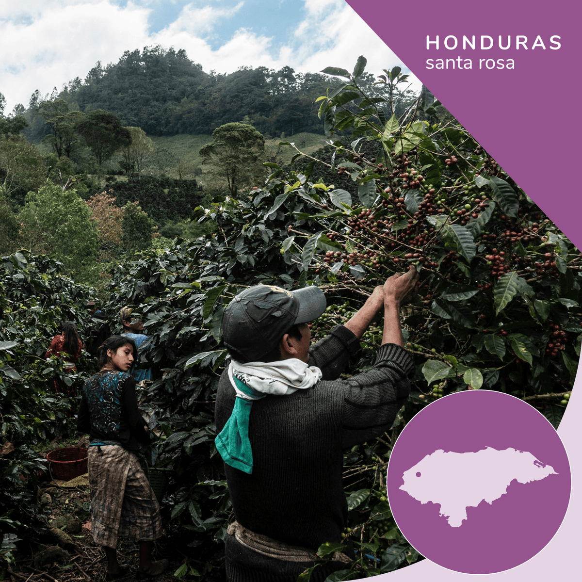 Specialty Honduras Organic Coffee, Opaqa Honduran Splendor, Coffee from Opaqa Coffee