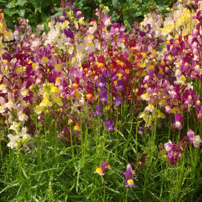 Spurred Snapdragon Seed Pack